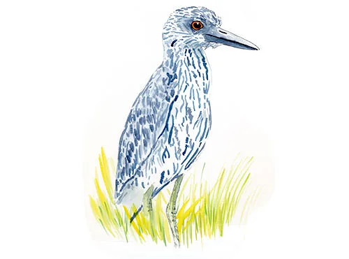 Watercolor and Copic marker sketch of a Yellow-crowned Night Heron (Nyctanassa violacea), by Erik Gauger.