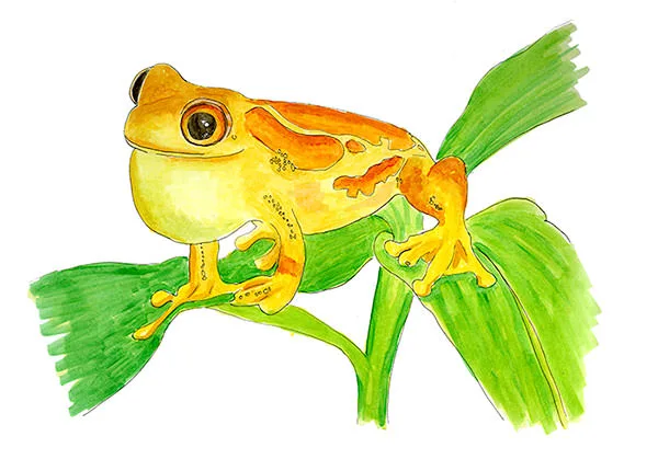 Yellow Treefrog (Dendropsophus microcephalus), calling male with inflated vocal sac on broadleaf at night in El Valle de Antón, Panama; bright yellow-orange dorsum with darker blotches.