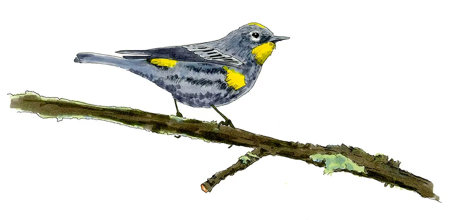 Watercolor and Copic marker sketch of a Yellow-rumped Warbler (Setophaga coronata), by Erik Gauger.