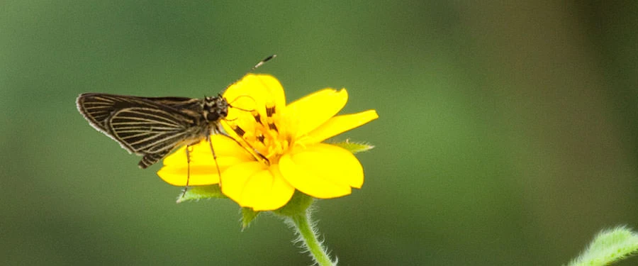 Yellow-veined Skipper (Parphorus decora), Panama