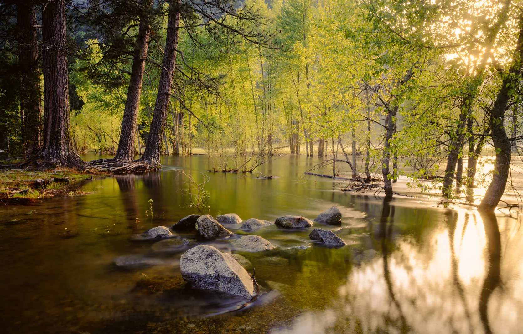Dawn light on the Merced River in Yosemite Valley, oaks and pines standing in spring snowmelt flood with granite boulders in the still shallows