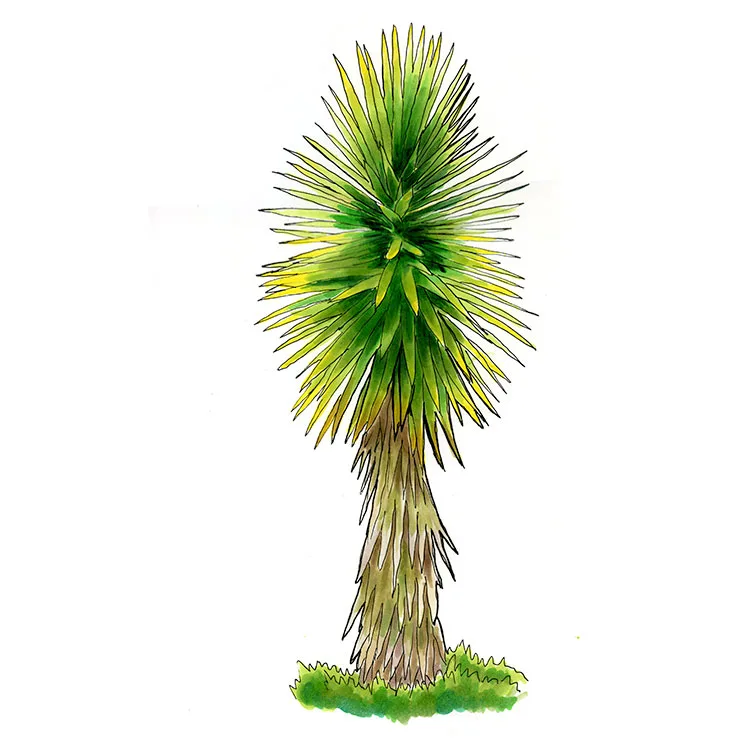 Watercolor illustration of Spanish bayonet (Yucca aloifolia), a single trunk topped by a spiky rosette of stiff green leaves.
