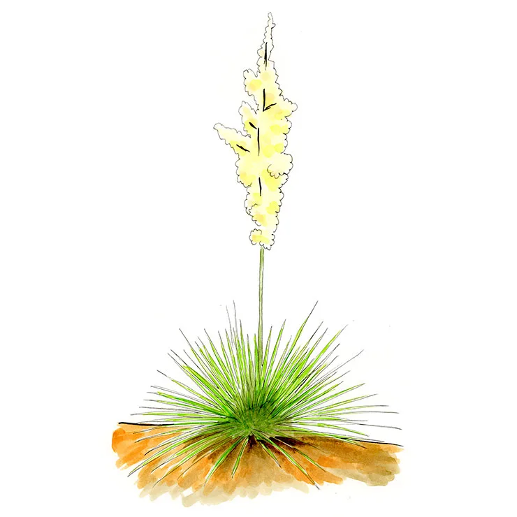 Watercolor illustration of narrowleaf yucca (Yucca angustissima), a low grassy rosette sending up a tall stalk of cream flowers.