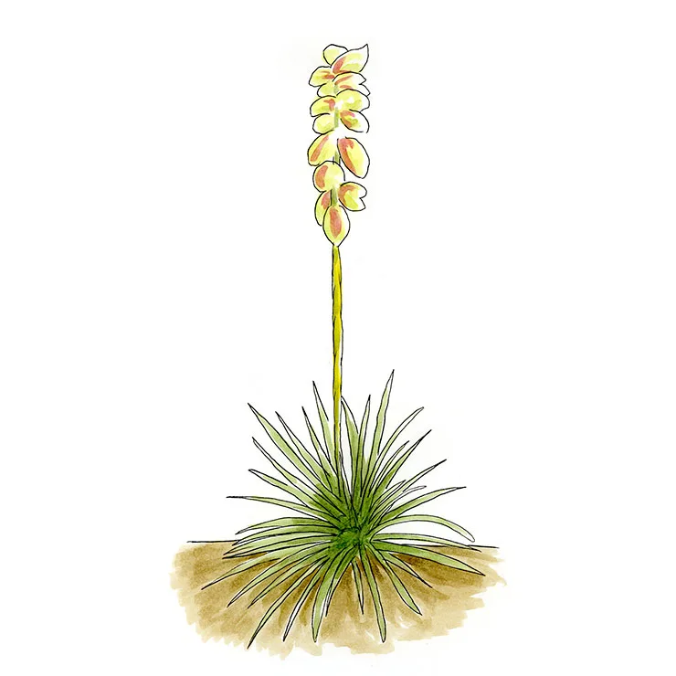Watercolor illustration of Arkansas yucca (Yucca arkansana), a small rosette with a slender stalk of pale bell-shaped flowers.