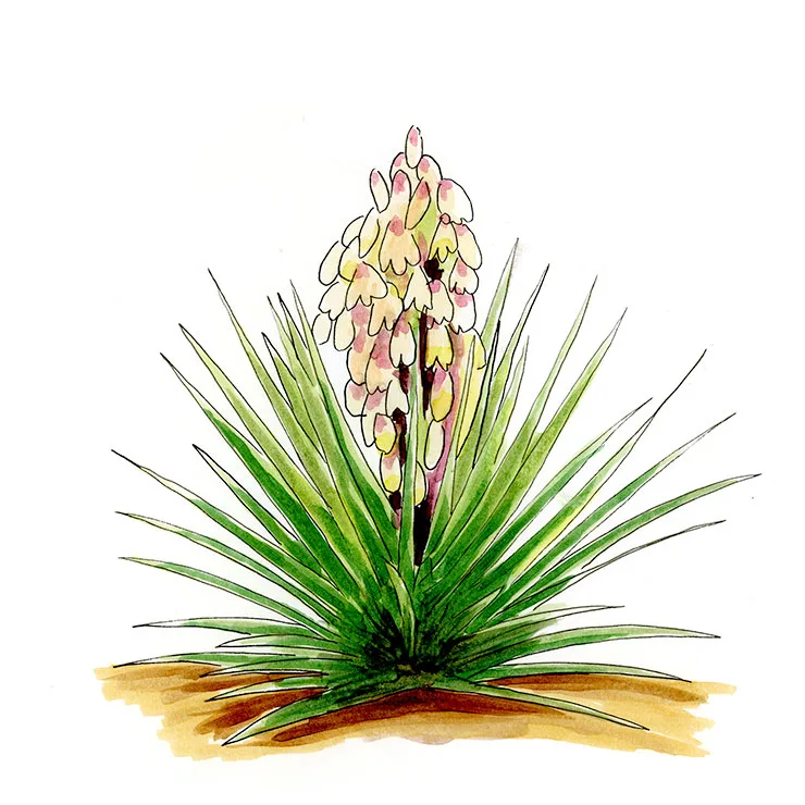 Watercolor illustration of banana yucca (Yucca baccata), a broad rosette of stout leaves with a dense cluster of pink-tinged flowers.