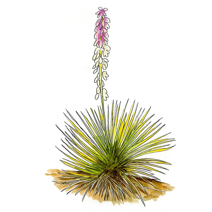 Watercolor illustration of Bailey's yucca (Yucca baileyi), a yellow-green rosette with a narrow stalk of flowers blushed pink at the tip.