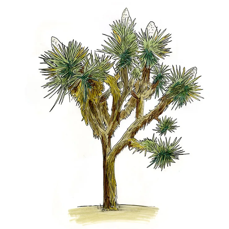 Yucca Plants of the World: Every Species, Illustrated