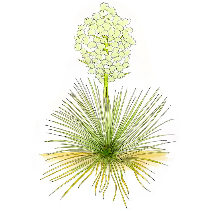 Watercolor illustration of plains yucca (Yucca campestris), a fine-leaved rosette under a rounded head of creamy flowers.