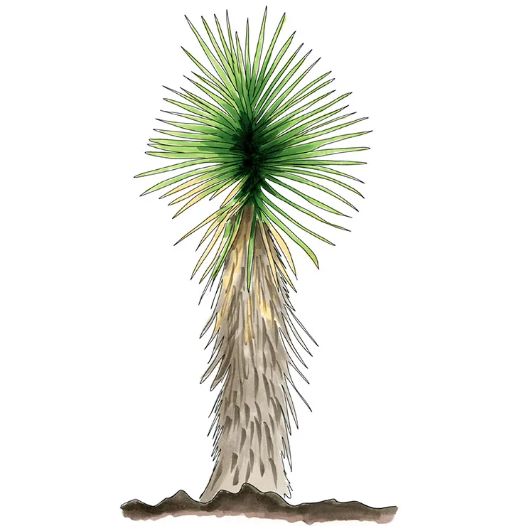 Watercolor illustration of cape yucca (Yucca capensis), a tall shaggy trunk topped with a fountain of slender leaves.