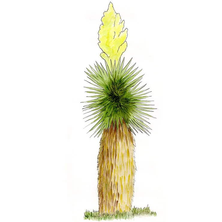 Watercolor illustration of giant Spanish dagger (Yucca carnerosana), a thick golden trunk with a green crown and a yellow flower plume.