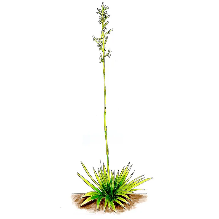 Watercolor illustration of nodding yucca (Yucca cernua), a small rosette with a very tall, thin flower stalk that bends at the top.