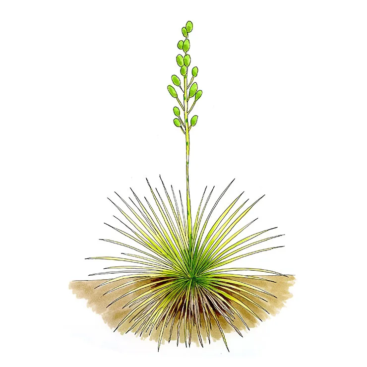 Yucca Plants of the World: Every Species, Illustrated