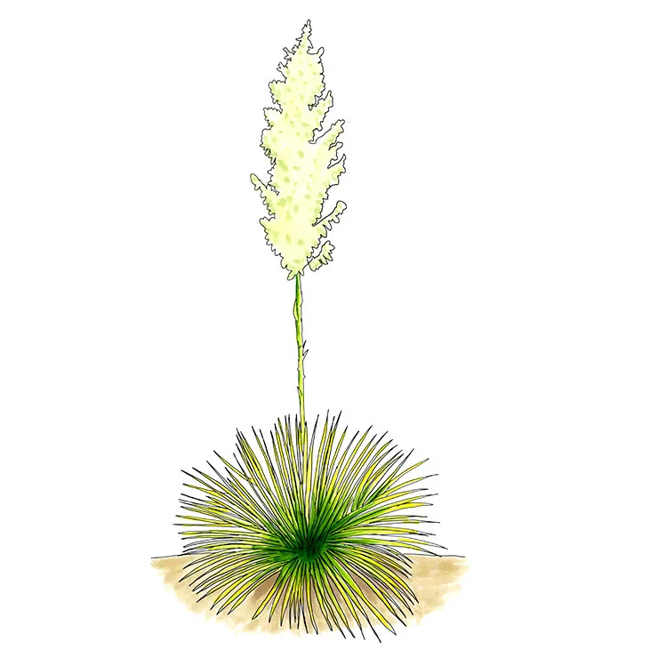 Watercolor illustration of Buckley's yucca (Yucca constricta), a dense round rosette with a plume of cream flowers.