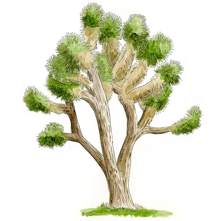 Watercolor illustration of palmito (Yucca decipiens), a tree-sized yucca with a stout trunk and many rounded leaf clusters.