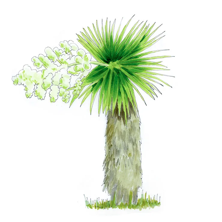Yucca Plants of the World: Every Species, Illustrated