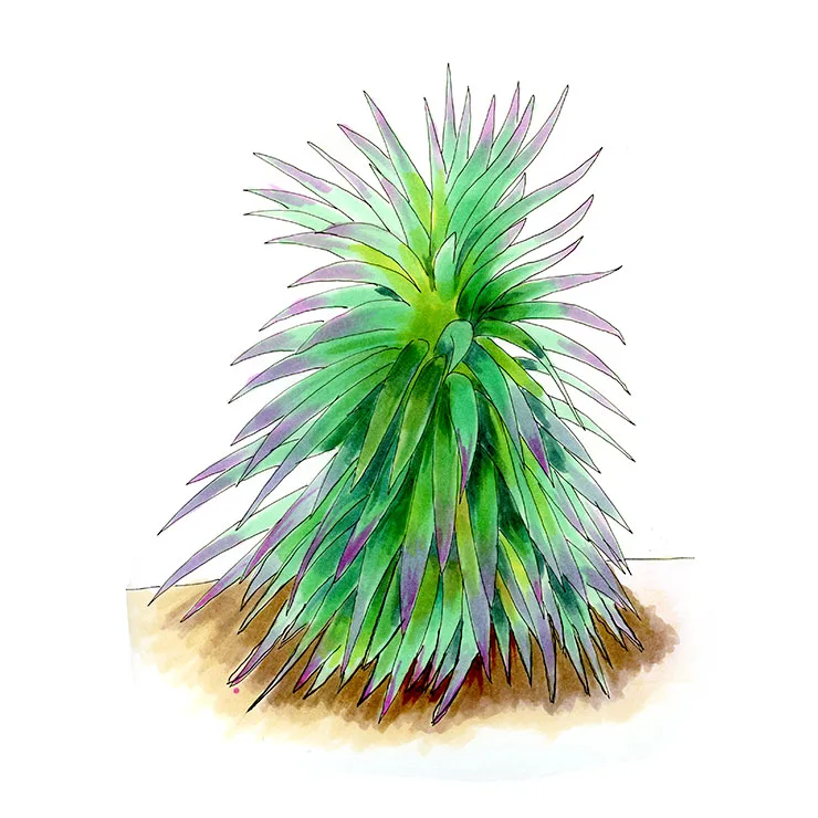 Watercolor illustration of Desmet's yucca (Yucca desmetiana), a leafy clump with blue-green leaves edged in purple.