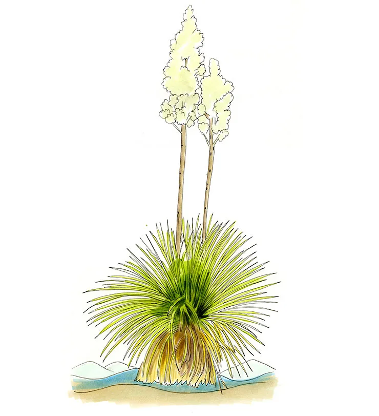 Watercolor illustration of soaptree yucca (Yucca elata), a grassy rosette with two tall stalks of cream flowers.