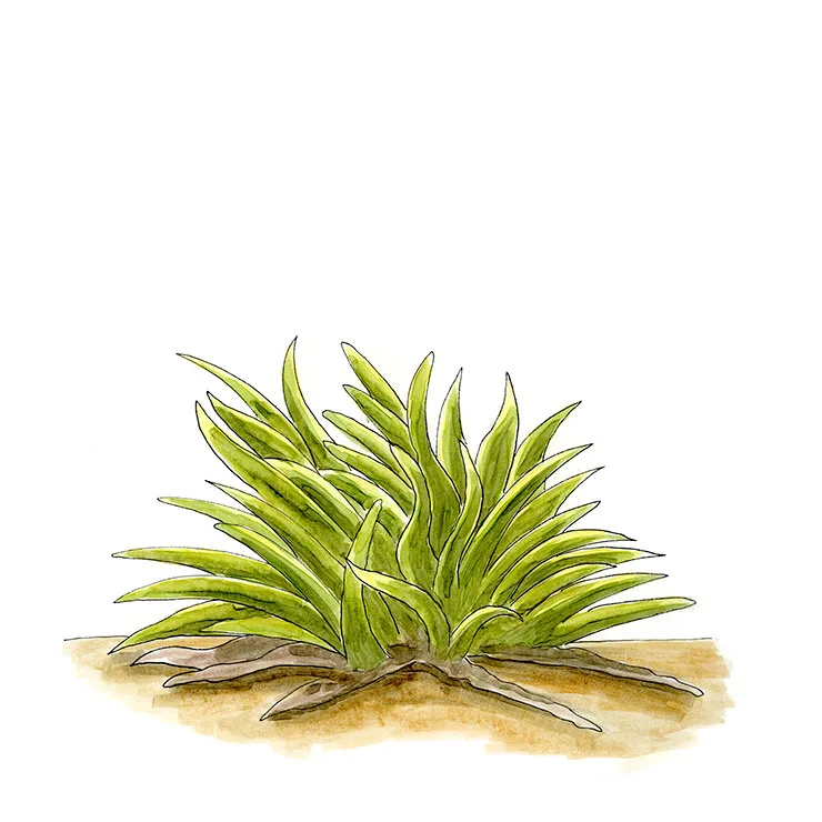 Watercolor illustration of Endlich's yucca (Yucca endlichiana), a low, stemless clump of wavy yellow-green leaves.