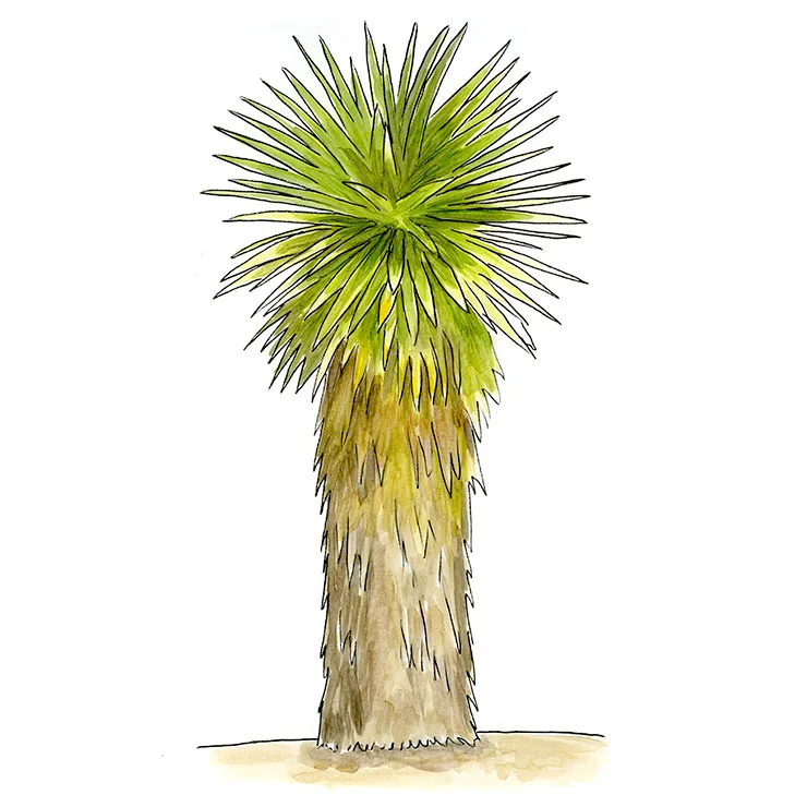 Watercolor illustration of Faxon yucca (Yucca faxoniana), a thick trunk wrapped in dead leaves, topped by a spiky green crown.