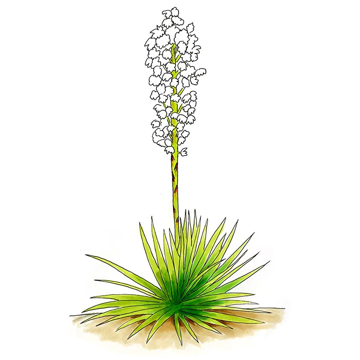 Watercolor illustration of Adam's needle (Yucca filamentosa), a low rosette with a tall branched stalk of outlined white flowers.