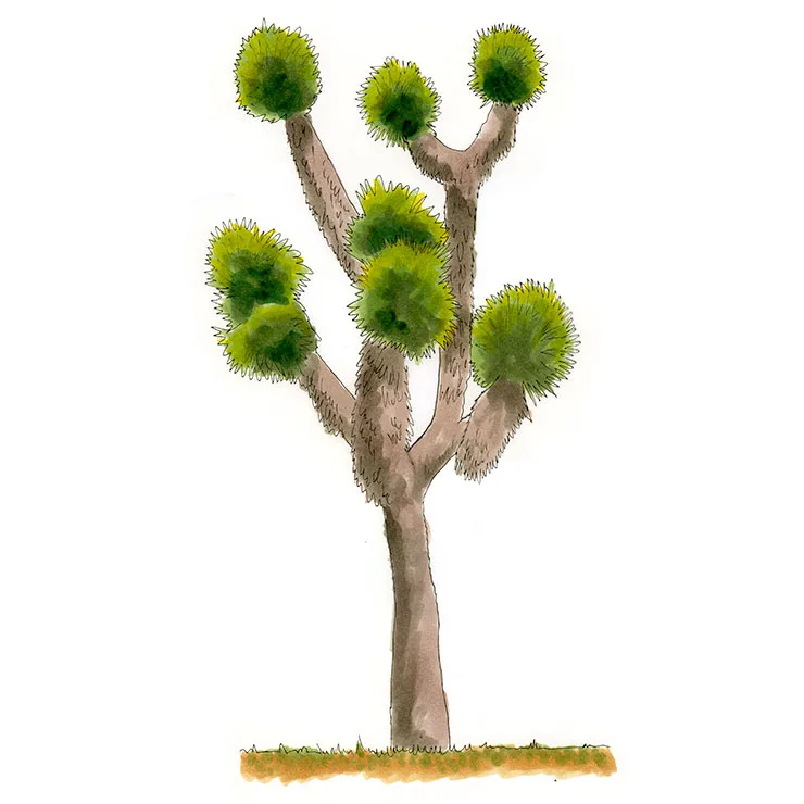 Watercolor illustration of thread-leaf yucca (Yucca filifera), a tall tree with a few branches ending in round tufts of leaves.