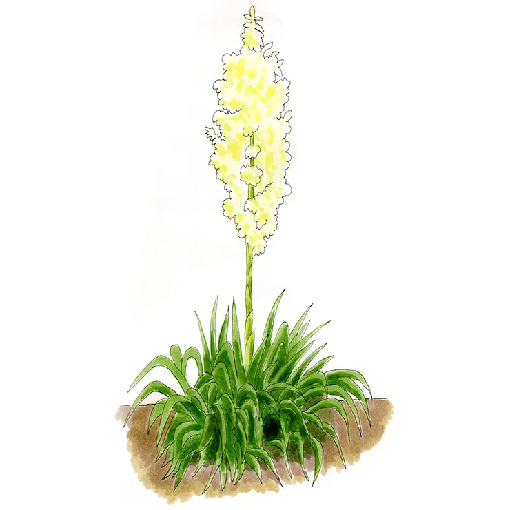 Watercolor illustration of weak-leaf yucca (Yucca flaccida), a soft, drooping clump of leaves under a tall stalk of cream flowers.