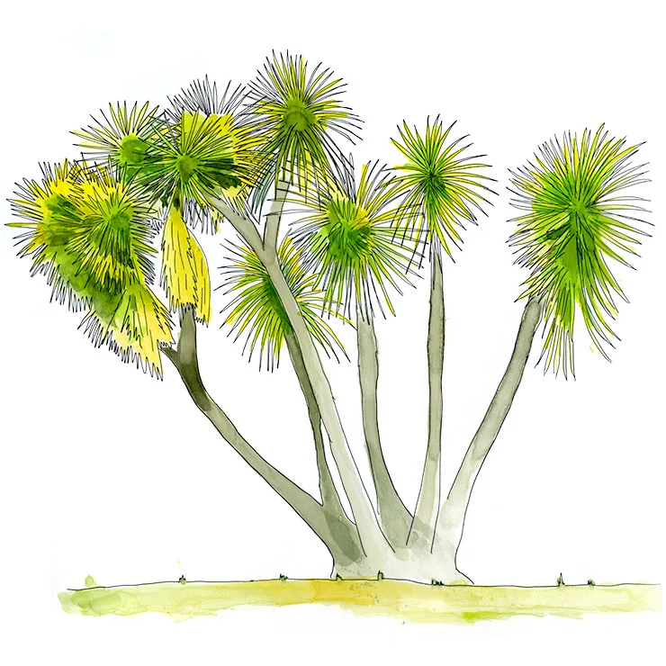 Watercolor illustration of spineless yucca (Yucca gigantea), several pale trunks fanning out into spiky green leaf heads.