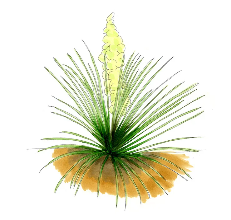 Watercolor illustration of soapweed yucca (Yucca glauca), a grassy blue-green rosette with a stalk of pale yellow flowers.