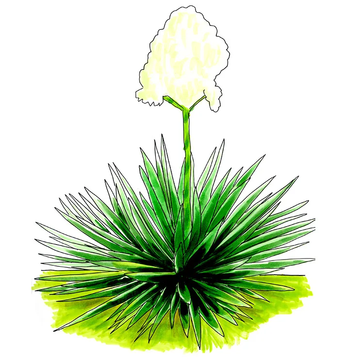 Watercolor illustration of Spanish dagger (Yucca gloriosa), a dense, dark green rosette topped by a large cluster of white flowers.