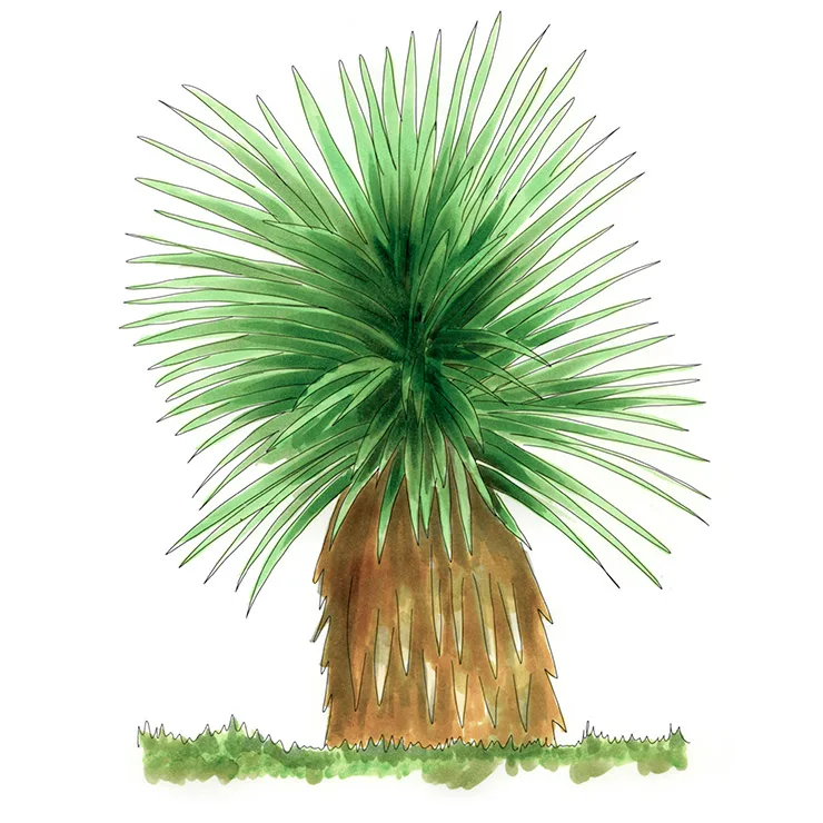 Watercolor illustration of sahualiqui (Yucca grandiflora), a fountain of narrow green leaves on a short brown trunk.