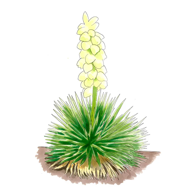 Watercolor illustration of Harriman's yucca (Yucca harrimaniae), a small spiky clump with a stout spike of creamy bell flowers.