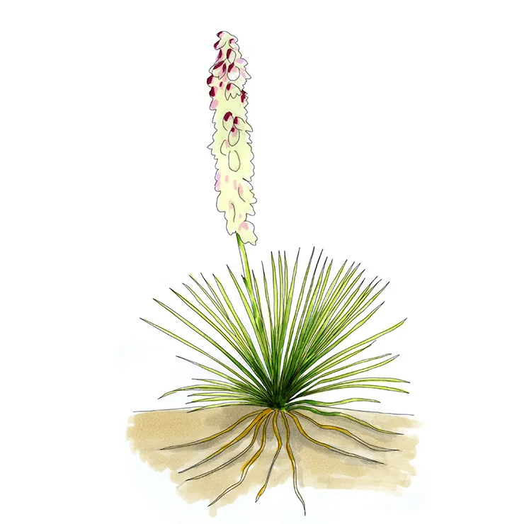 Watercolor illustration of intermediate yucca (Yucca intermedia), a grassy rosette with roots shown and a stalk of cream flowers flecked purple.