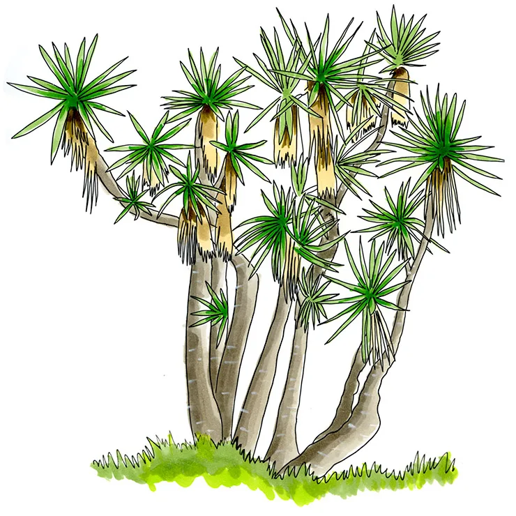 Watercolor illustration of Jalisco yucca (Yucca jaliscensis), a many-branched tree with starbursts of slender leaves.