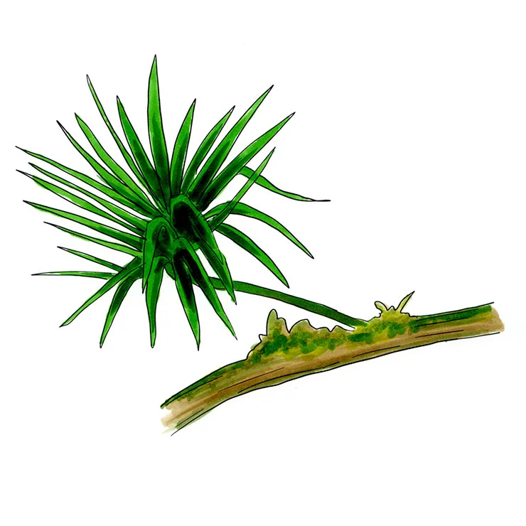 Watercolor illustration of Lacandon yucca (Yucca lacandonica), an epiphytic rosette of green leaves growing from a mossy branch.