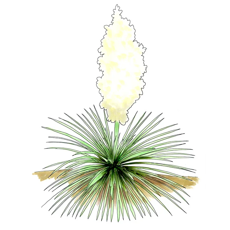 Watercolor illustration of linear-leaf yucca (Yucca linearifolia), a ball of fine leaves with a tall plume of cream flowers.