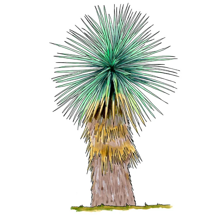 Watercolor illustration of silver-leaf yucca (Yucca luminosa), a silvery blue-green crown on a trunk wrapped in dry yellow leaves.