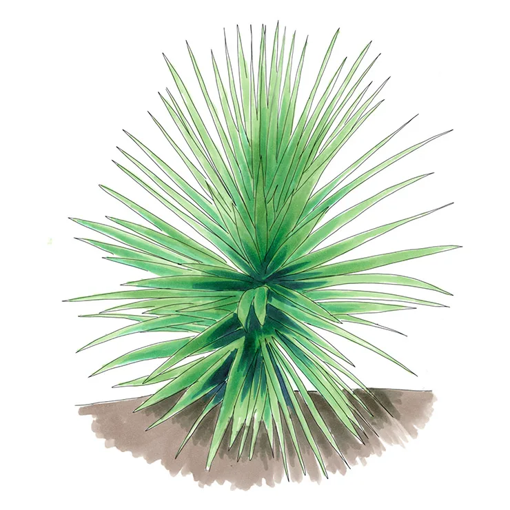 Watercolor illustration of Madrean yucca (Yucca madrensis), a spreading rosette of long, pale blue-green leaves.