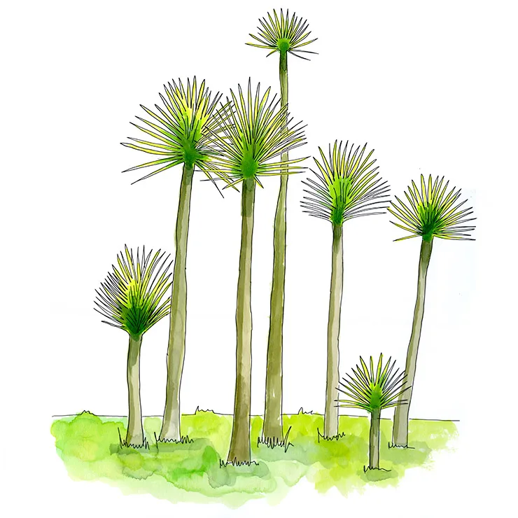 Watercolor illustration of Mixtec yucca (Yucca mixtecana), a stand of slender trunks topped with small leaf tufts.