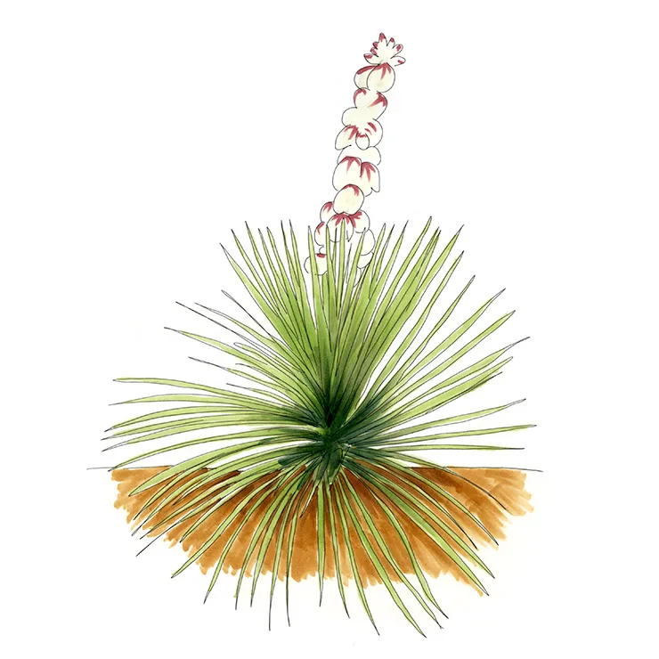 Watercolor illustration of New Mexico Spanish bayonet (Yucca neomexicana), a round rosette with a stalk of red-tipped buds.