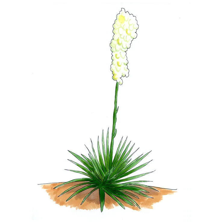 Watercolor illustration of pale-leaf yucca (Yucca pallida), a low rosette with a tall, bending stalk of white flowers.