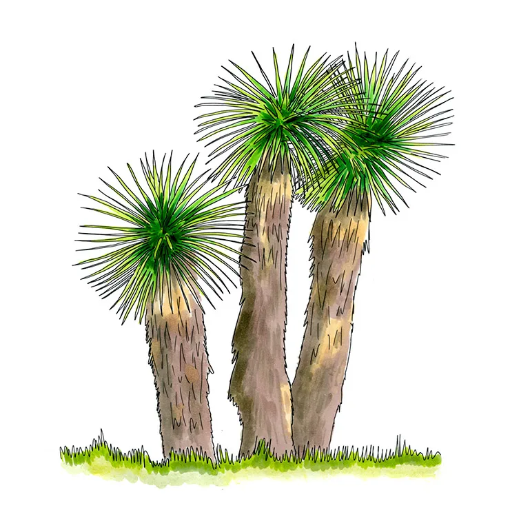 Watercolor illustration of Yucca periculosa, three thick trunks crowned with dense balls of spiky leaves.