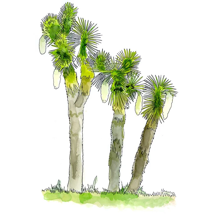 Watercolor illustration of Potosí yucca (Yucca potosina), three trunks with branching heads of yellow-green leaves and hanging fruit.
