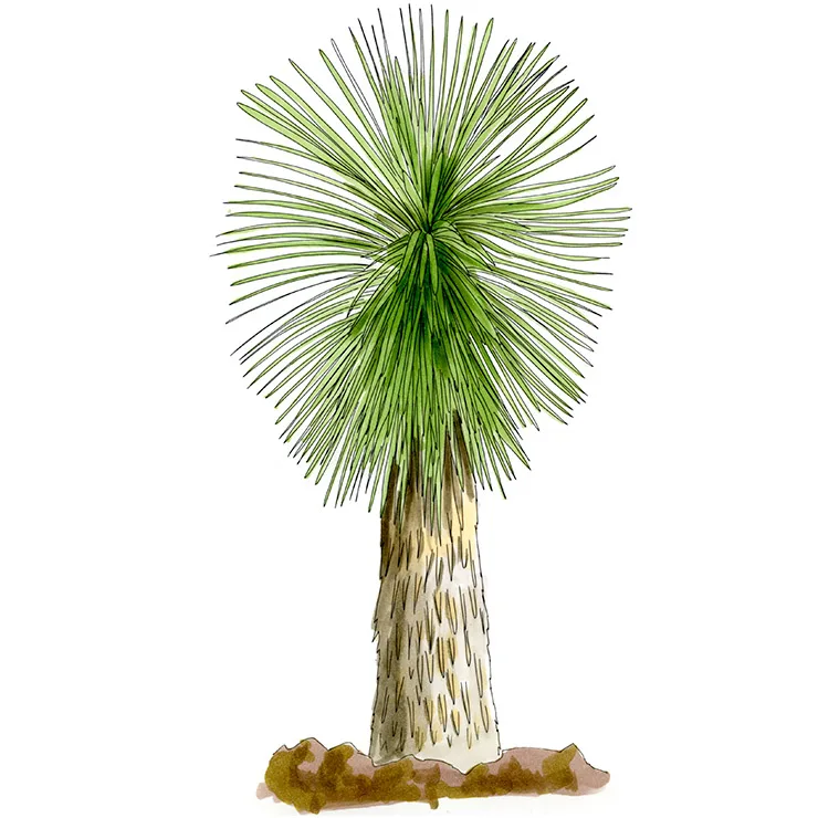 Watercolor illustration of Querétaro yucca (Yucca queretaroensis), a round, feathery head of fine leaves on a straight trunk.