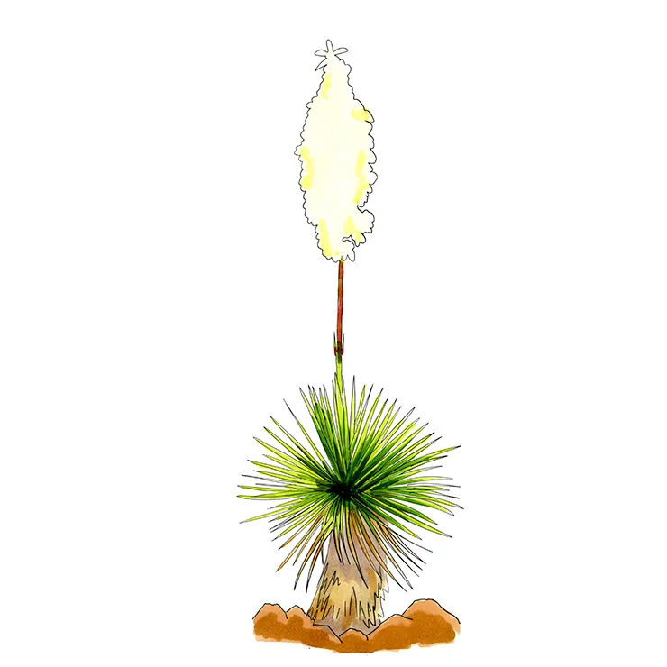 Watercolor illustration of San Angelo yucca (Yucca reverchonii), a small spiky rosette under a tall pale flower spike.