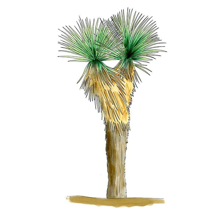 Watercolor illustration of beaked yucca (Yucca rostrata), a trunk splitting into two blue-green heads over a skirt of dry leaves.