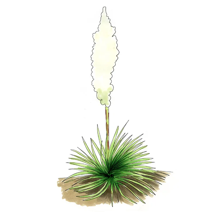 Watercolor illustration of twist-leaf yucca (Yucca rupicola), a small rosette with a narrow white flower spike.