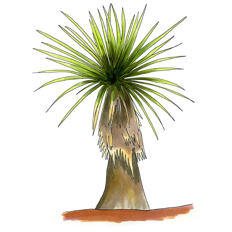 Watercolor illustration of Mojave yucca (Yucca schidigera), a stiff green crown on a trunk shagged with dead leaves.