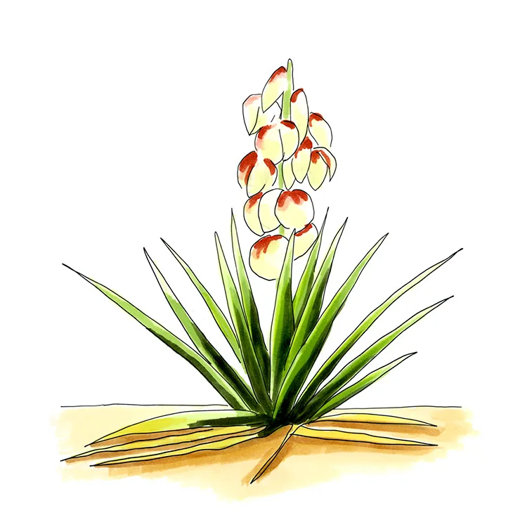 Watercolor illustration of Yucca sterilis, a fan of sword-shaped leaves with a stalk of white flowers tipped in red.