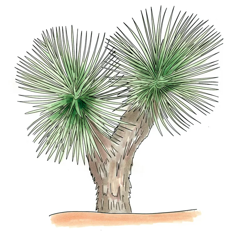 Watercolor illustration of Thompson's yucca (Yucca thompsoniana), a short trunk dividing into two large blue-green leaf balls.