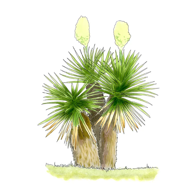 Watercolor illustration of Yucca treculeana, a multi-trunked clump of spiky rosettes with pale flower heads above.